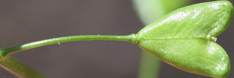 Shepherd's-purse type 32