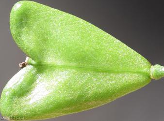 Shepherd's-purse type 32