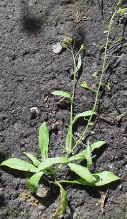 Shepherd's-purse type 33