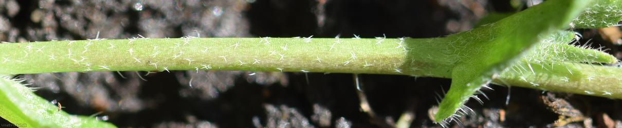 Shepherd's-purse type 33