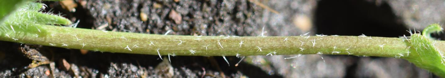 Shepherd's-purse type 33