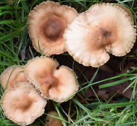 image for Fairy Ring Champignon