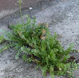 image for Shepherd's-purse type 38