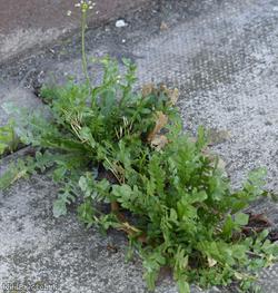 Shepherd's-purse type 38