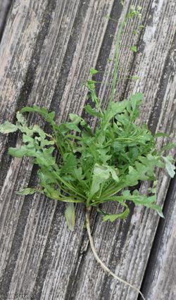 Shepherd's-purse type 38