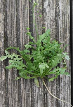 Shepherd's-purse type 38