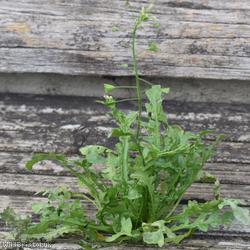 Shepherd's-purse type 38