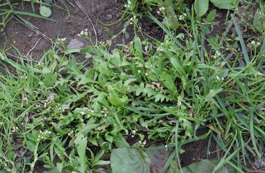 Shepherd's-purse type 31