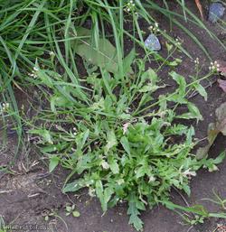 Shepherd's-purse type 31