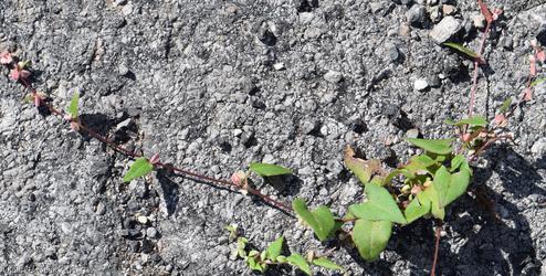 Black-bindweed