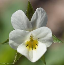 image for Field Pansy