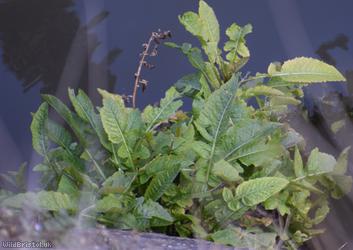 image for Great Yellow-cress