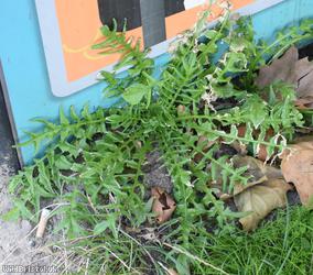 image for Shepherd's-purse type 39