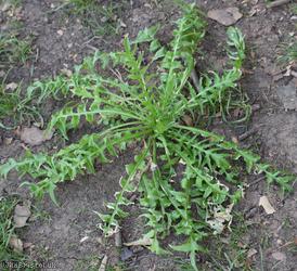 Shepherd's-purse type 39