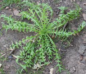 Shepherd's-purse type 39