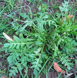 Shepherd's-purse type 40