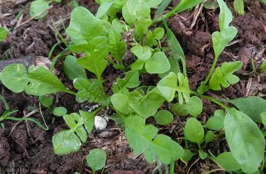 Shepherd's-purse type 40