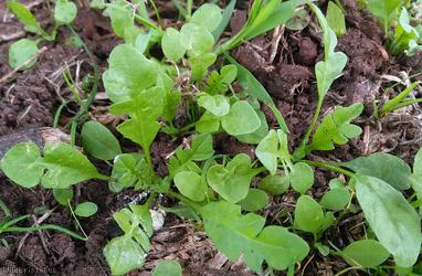 image for Shepherd's-purse type 40