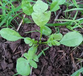 Shepherd's-purse type 40