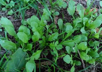 Shepherd's-purse type 40