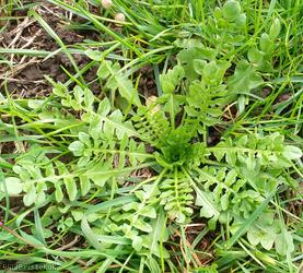 image for Shepherd's-purse type 41