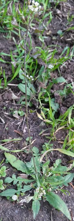 Shepherd's-purse type 42