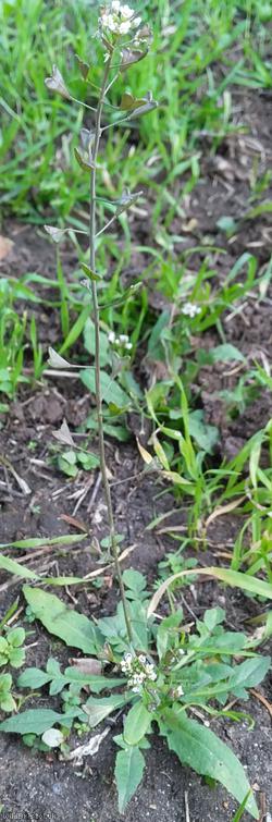 image for Shepherd's-purse type 42