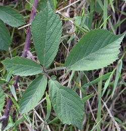 image for Plymouth Bramble