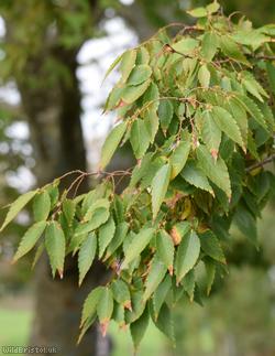 image for Japanese Elm
