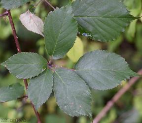 image for Arnos Vale Bramble