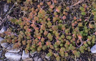 image for Least Stonecrop