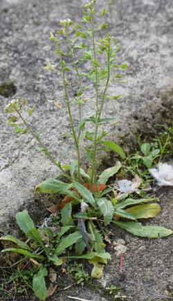 image for Shepherd's-purse type 43