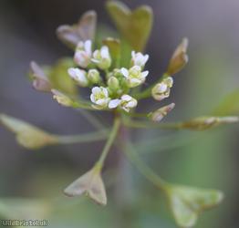 Shepherd's-purse type 43