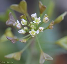 Shepherd's-purse type 43