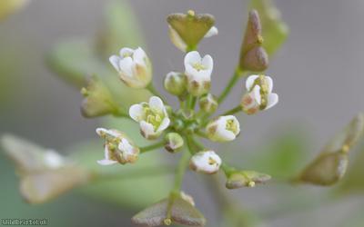 Shepherd's-purse type 43