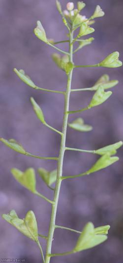 Shepherd's-purse type 43