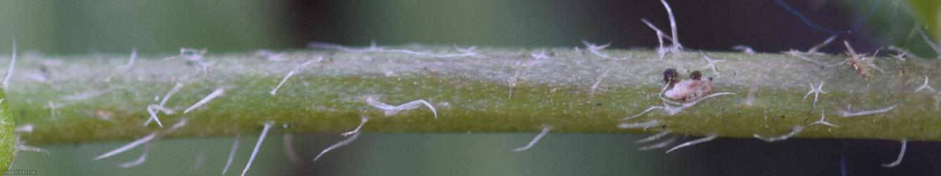 Shepherd's-purse type 43