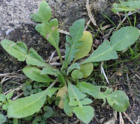 image for Shepherd's-purse type 44