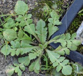 image for Shepherd's-purse type 46