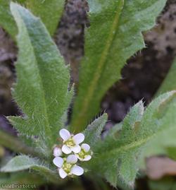 Shepherd's-purse type 44