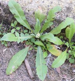 Shepherd's-purse type 44