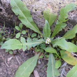 Shepherd's-purse type 44