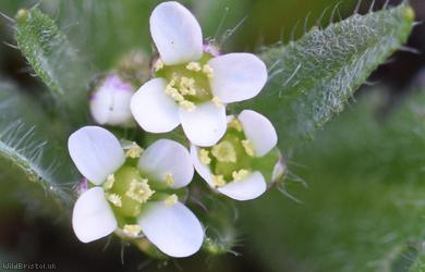 Shepherd's-purse type 44