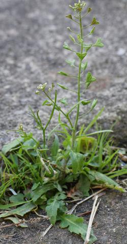 image for Shepherd's-purse type 48