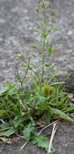 Shepherd's-purse type 48