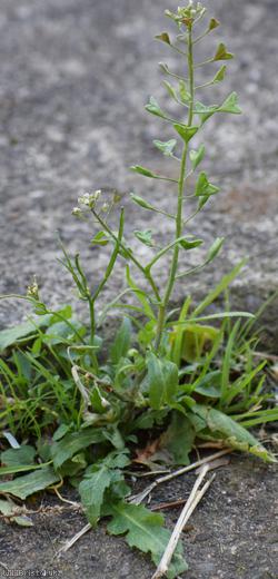 Shepherd's-purse type 48