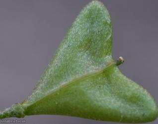 Shepherd's-purse type 48