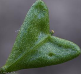 Shepherd's-purse type 48