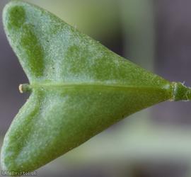 Shepherd's-purse type 48