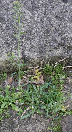 image for Shepherd's-purse type 45